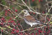 01AD4993 Fieldfare Copyright Mike Read